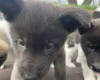 Akita