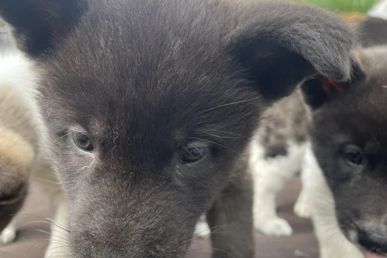 Akita