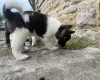 Akita
