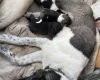 Akita