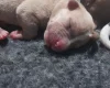 Alapaha Blue Blood Bulldog