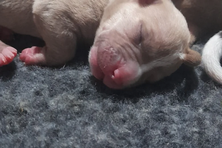 Alapaha Blue Blood Bulldog