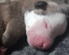 Alapaha Blue Blood Bulldog