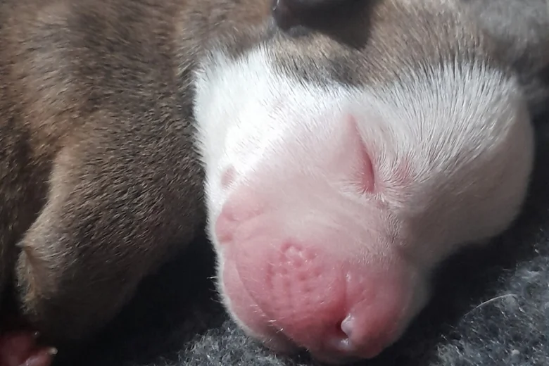 Alapaha Blue Blood Bulldog