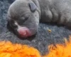 Alapaha Blue Blood Bulldog