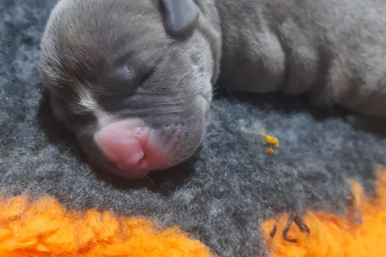Alapaha Blue Blood Bulldog