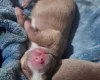 Alapaha Blue Blood Bulldog