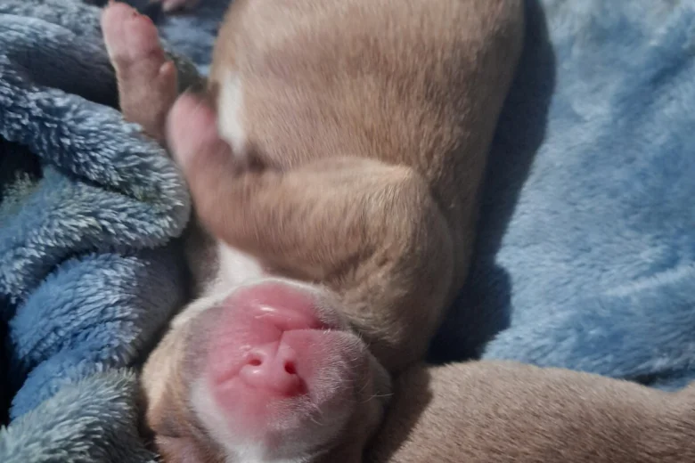 Alapaha Blue Blood Bulldog