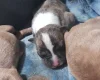 Alapaha Blue Blood Bulldog