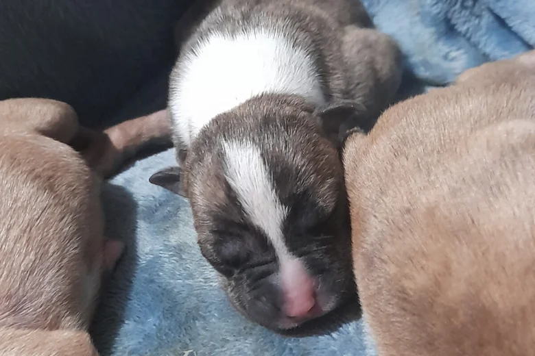 Alapaha Blue Blood Bulldog