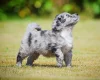 Cockapoo