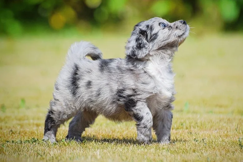 Cockapoo