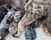 Cockapoo