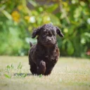 Cockapoo