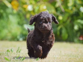 Cockapoo