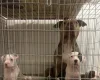 American Bulldog