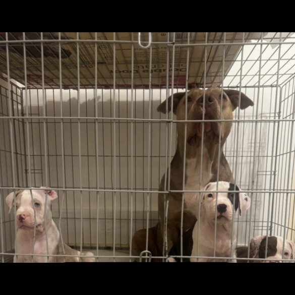 American Bulldog