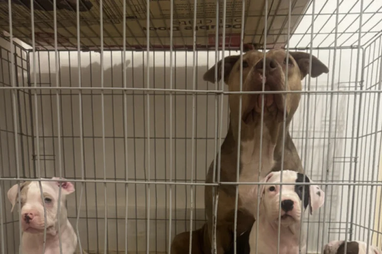 American Bulldog