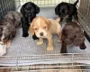 American Cocker Spaniel