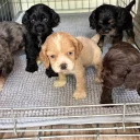 American Cocker Spaniel