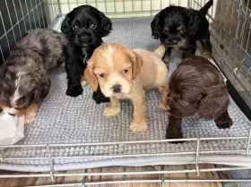 American Cocker Spaniel