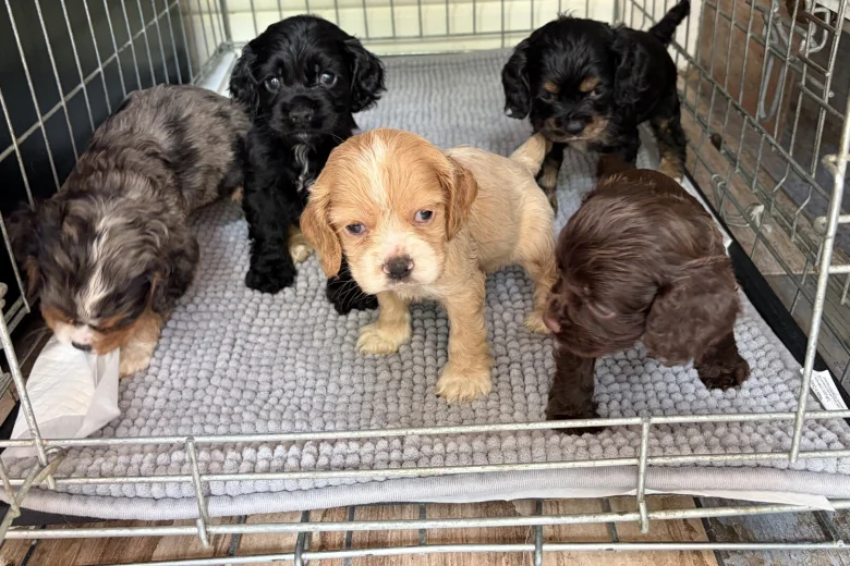 American Cocker Spaniel