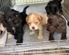 American Cocker Spaniel