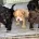 American Cocker Spaniel