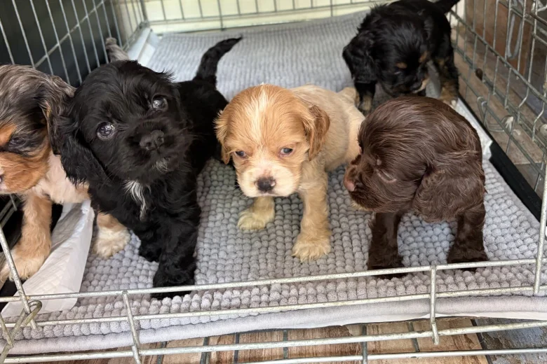 American Cocker Spaniel