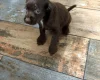 American Cocker Spaniel