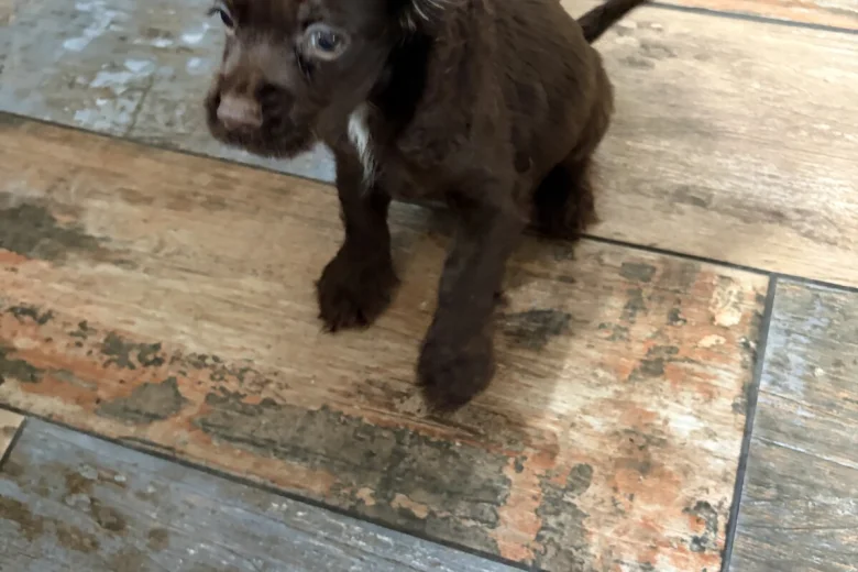 American Cocker Spaniel