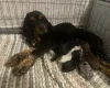 American Cocker Spaniel
