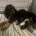 American Cocker Spaniel