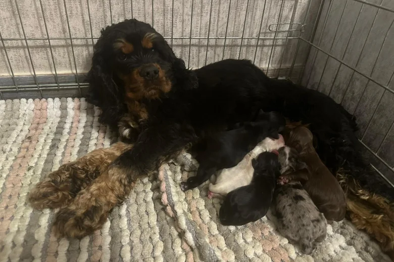 American Cocker Spaniel