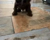 American Cocker Spaniel