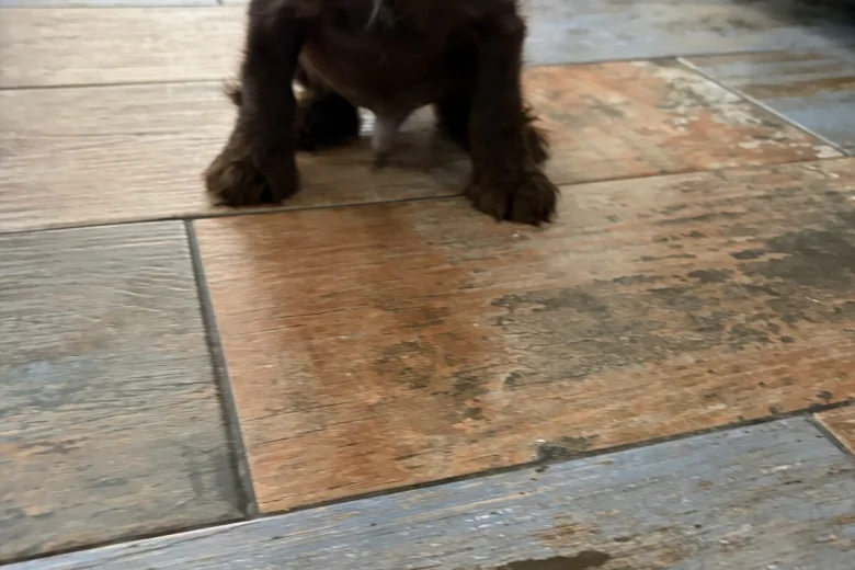 American Cocker Spaniel