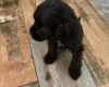 American Cocker Spaniel