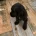 American Cocker Spaniel