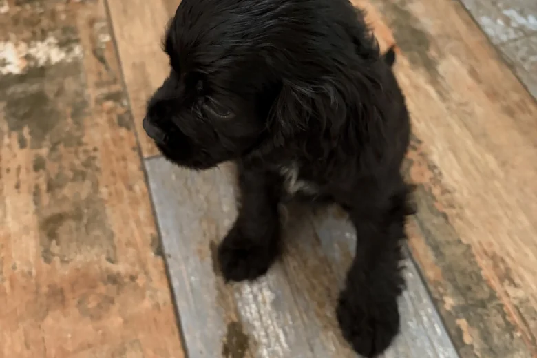 American Cocker Spaniel