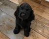 American Cocker Spaniel