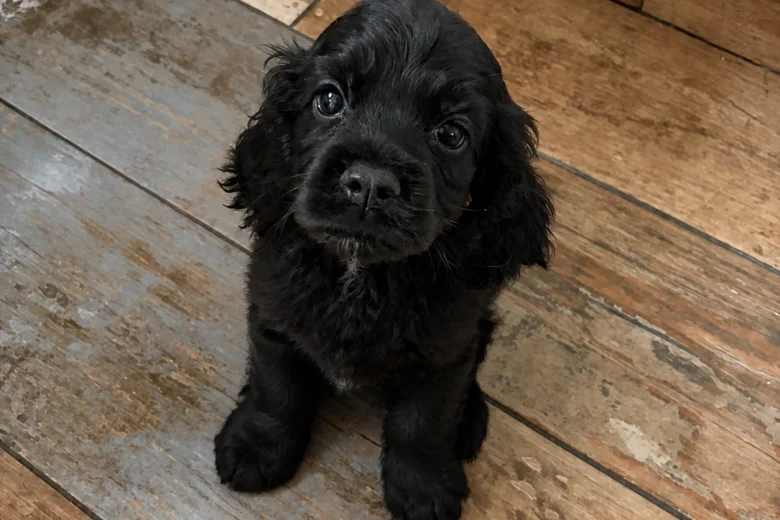 American Cocker Spaniel