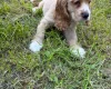 American Cocker Spaniel