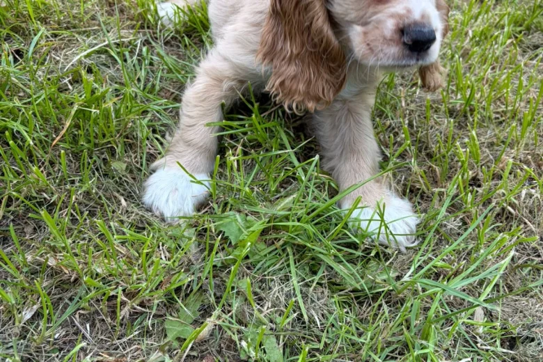 American Cocker Spaniel