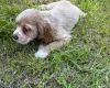 American Cocker Spaniel