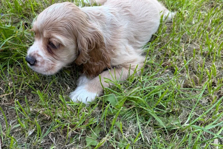 American Cocker Spaniel