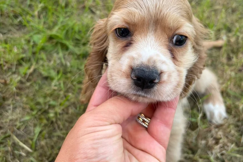 American Cocker Spaniel