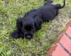 American Cocker Spaniel