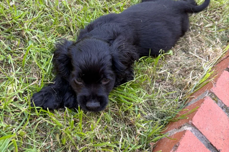 American Cocker Spaniel