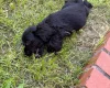 American Cocker Spaniel