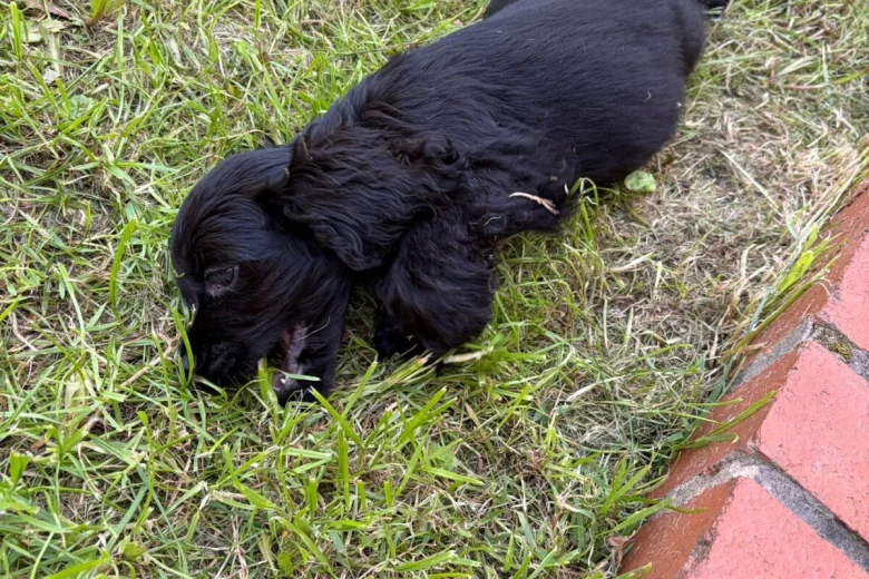 American Cocker Spaniel
